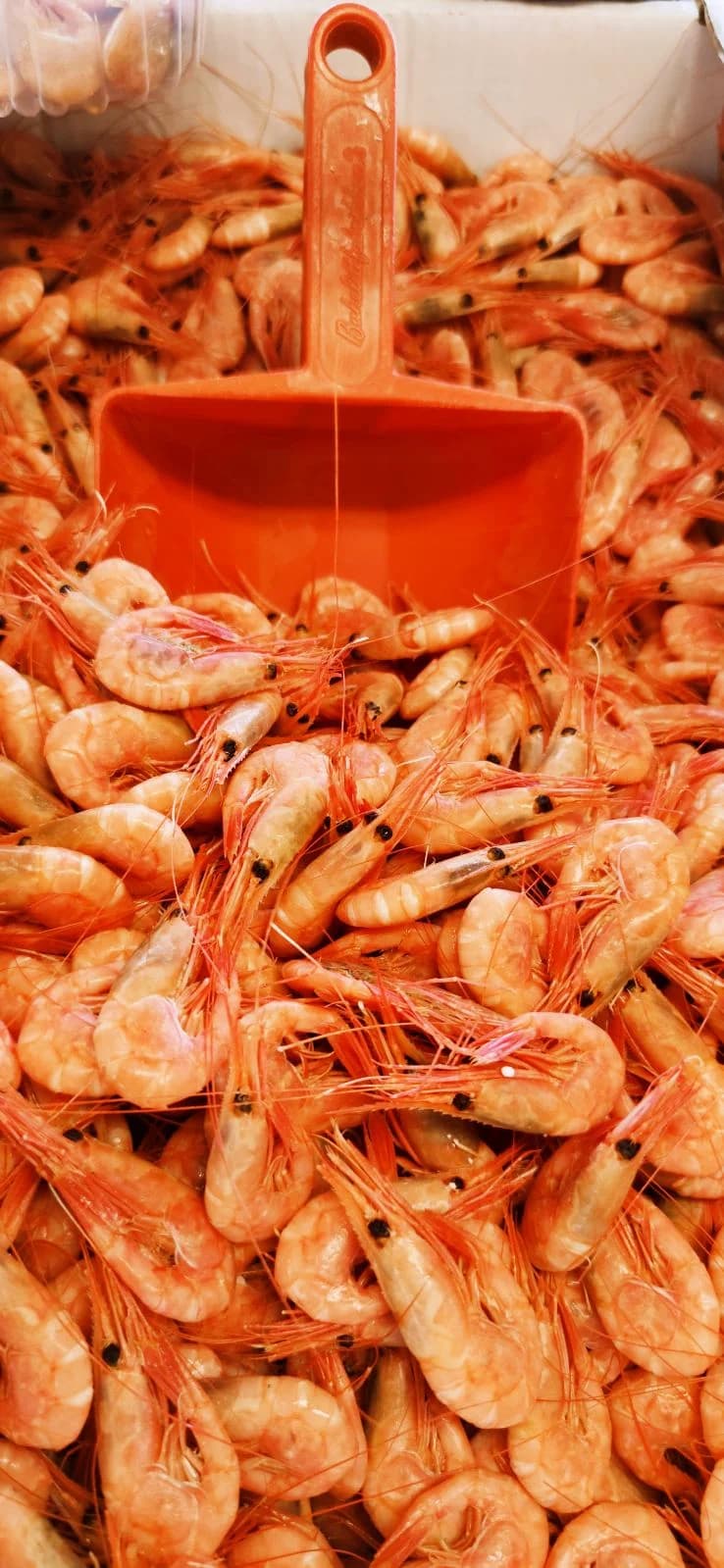 Ett gäng fina fiskar