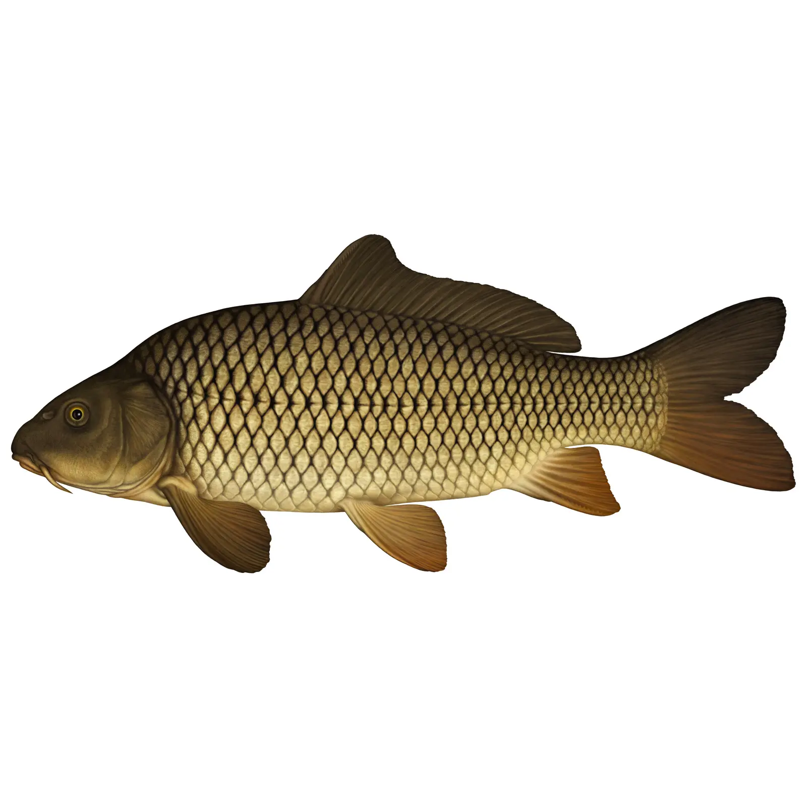 Levande karp - specialerbjudande